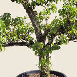 Perenboom ‘Conference’ - 300 cm