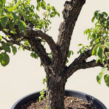 Perenboom ‘Conference’ - 300 cm