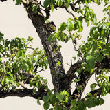 Perenboom ‘Conference’ - 300 cm