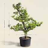 Perenboom ‘Conference’ - 300 cm