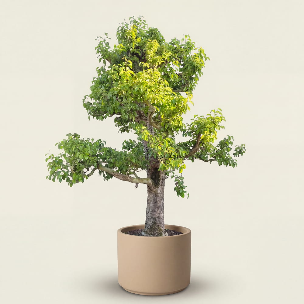Perenboom ‘Doyenne du Comice’ - 300 cm