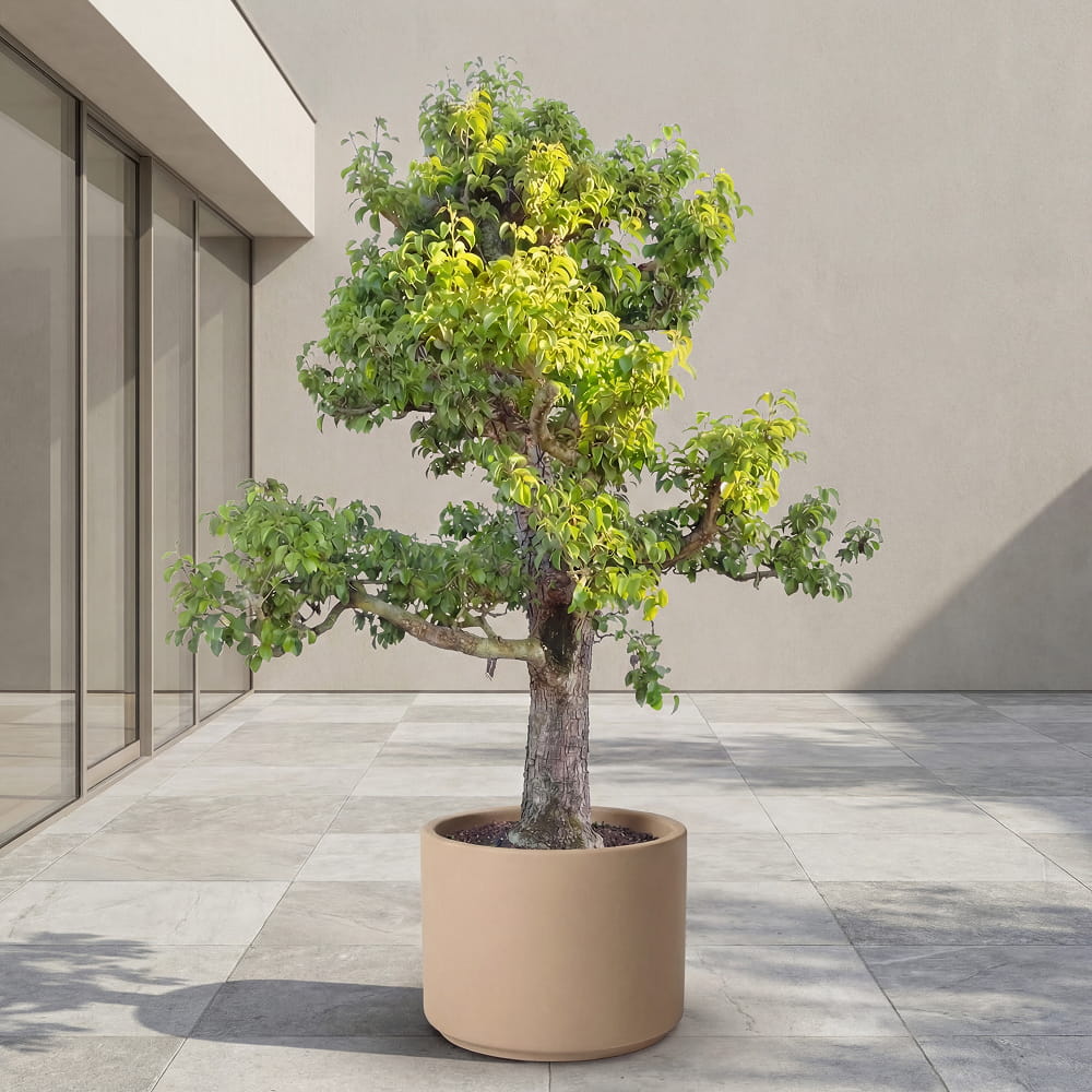 Perenboom ‘Doyenne du Comice’ - 300 cm