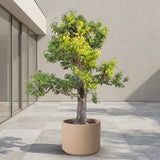 Perenboom ‘Doyenne du Comice’ - 300 cm