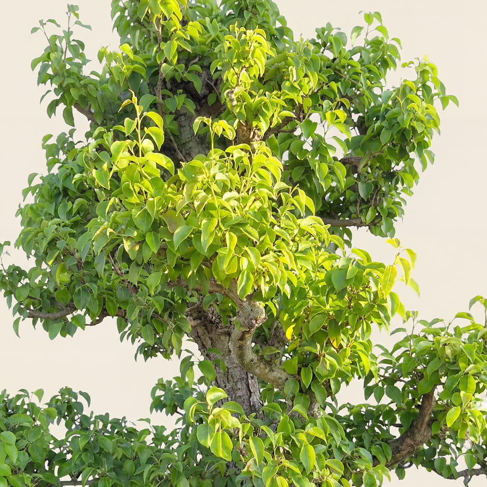 Perenboom ‘Doyenne du Comice’ - 300 cm