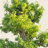 Perenboom ‘Doyenne du Comice’ - 300 cm