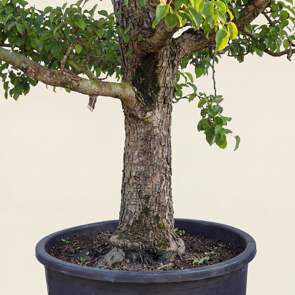 Perenboom ‘Doyenne du Comice’ - 300 cm