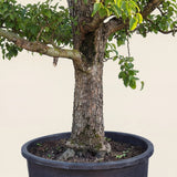 Perenboom ‘Doyenne du Comice’ - 300 cm
