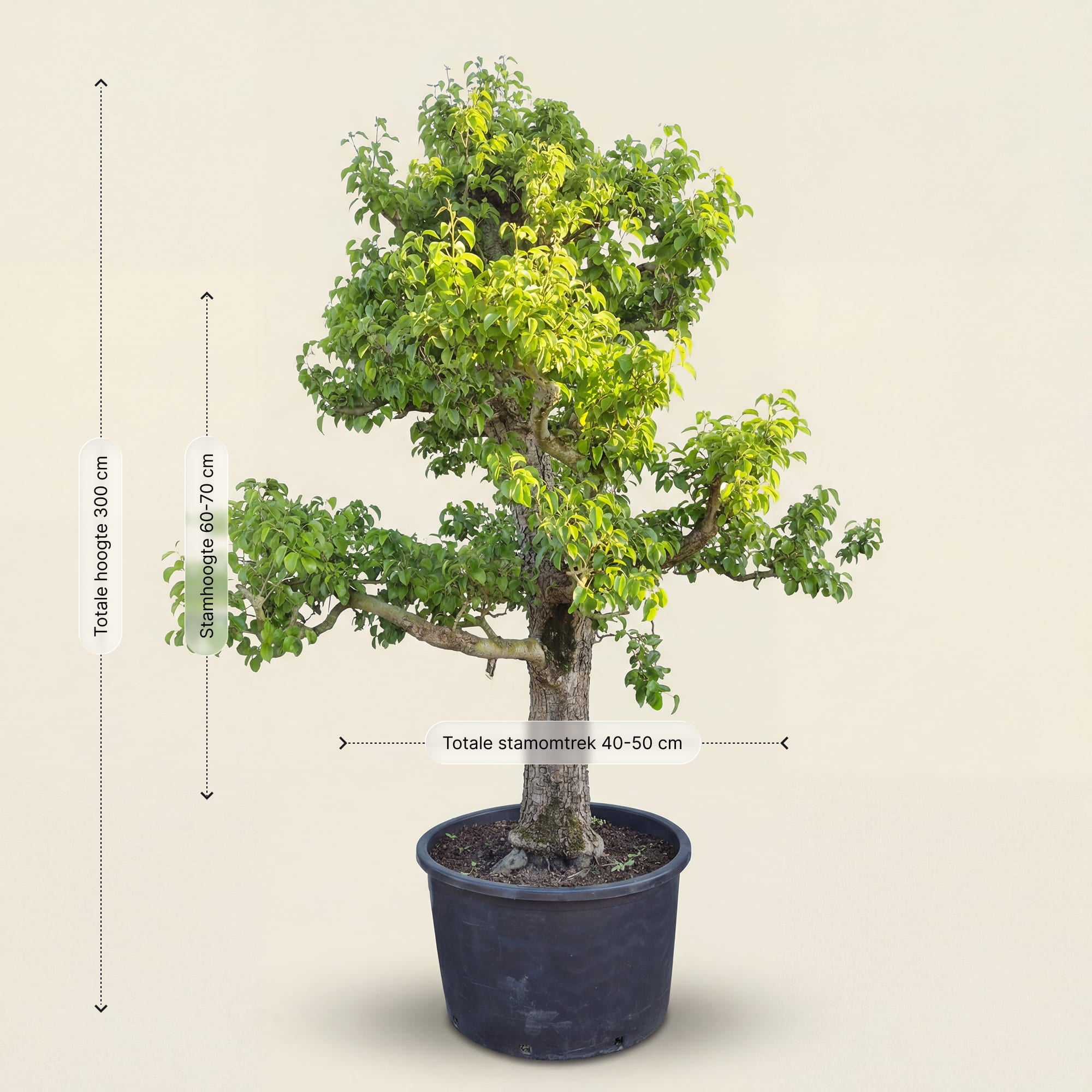 Perenboom ‘Doyenne du Comice’ - 300 cm