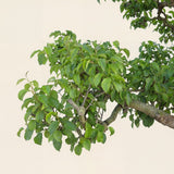 Perenboom ‘Doyenne du Comice’ - 300 cm