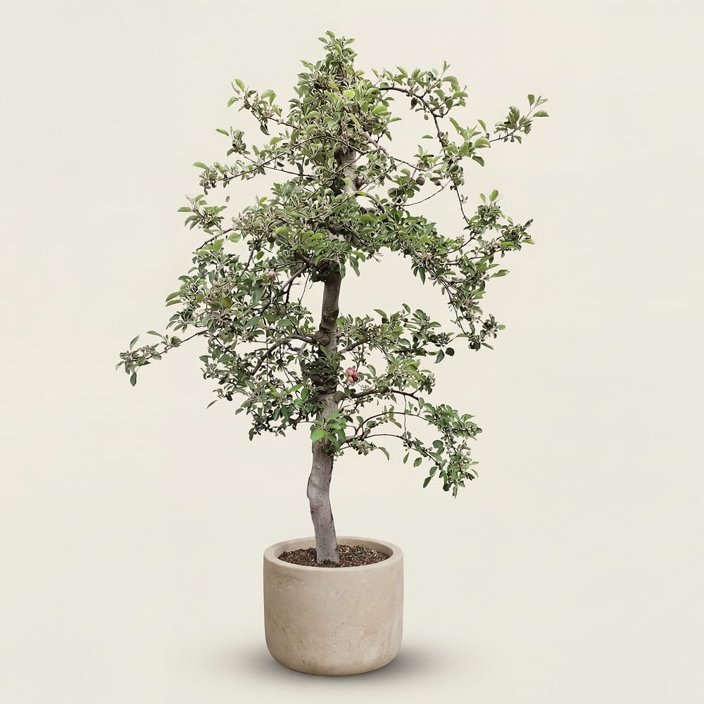 Appelboom ‘Braeburn’