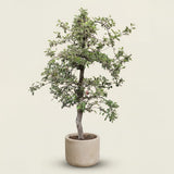 Appelboom ‘Braeburn’