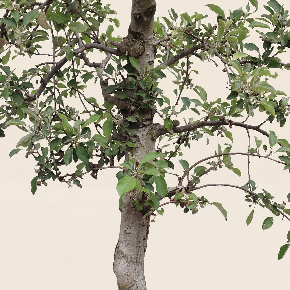 Appelboom ‘Braeburn’