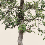 Appelboom ‘Braeburn’