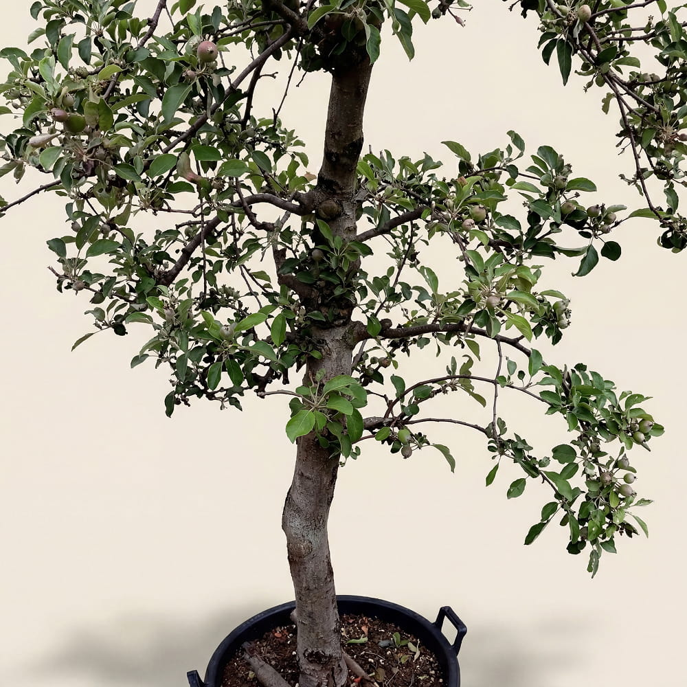 Appelboom ‘Braeburn’