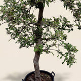 Appelboom ‘Braeburn’
