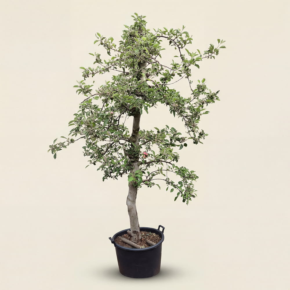 Appelboom ‘Braeburn’
