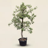 Appelboom ‘Braeburn’