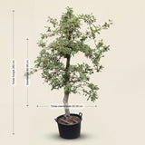 Appelboom ‘Braeburn’