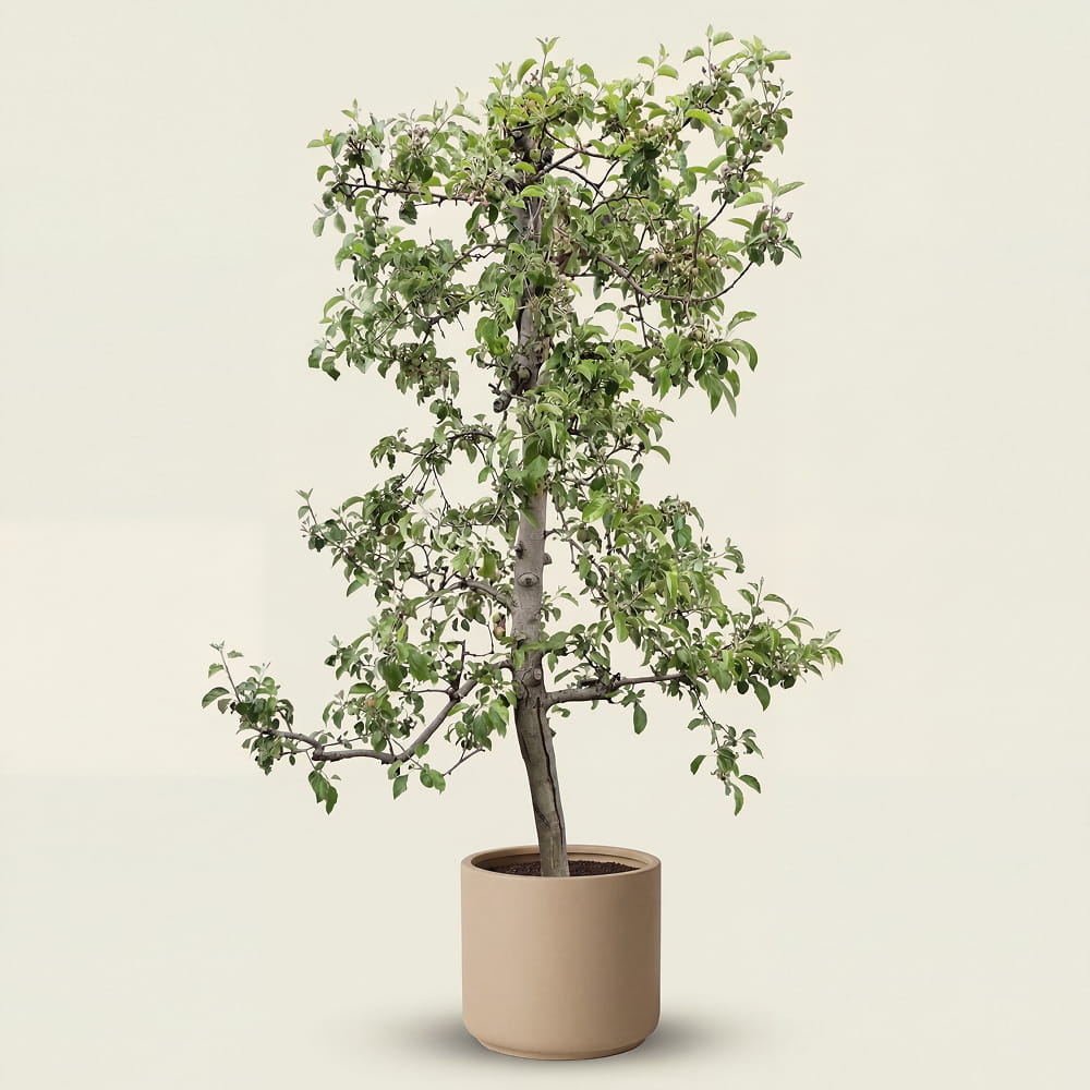 Appelboom ‘Pinova’