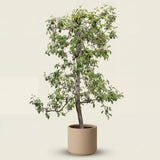 Appelboom ‘Pinova’