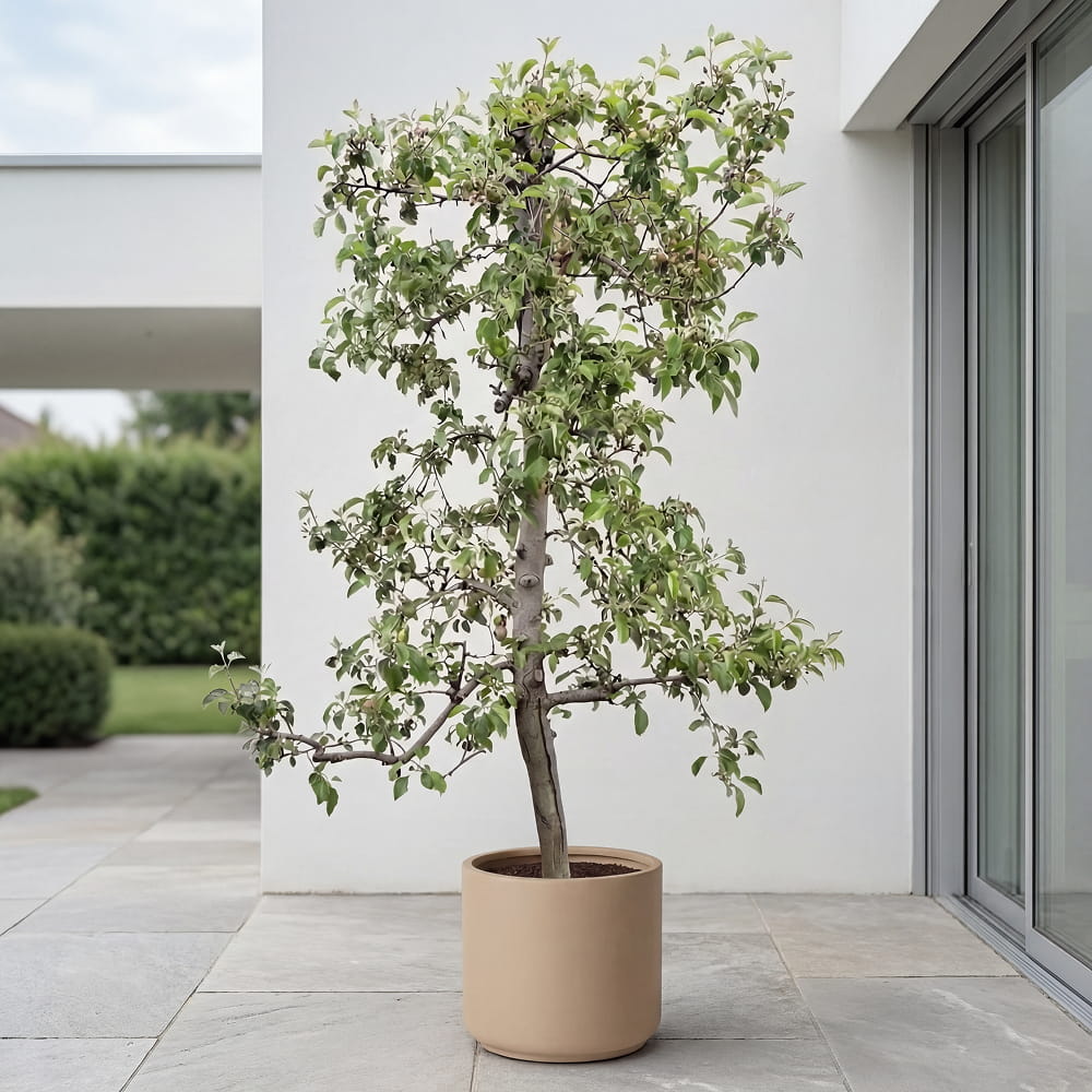 Appelboom ‘Pinova’