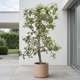 Appelboom ‘Pinova’
