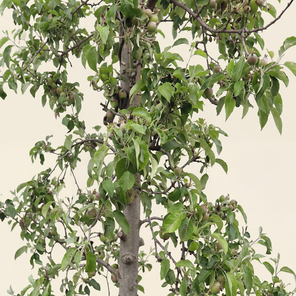 Appelboom ‘Pinova’
