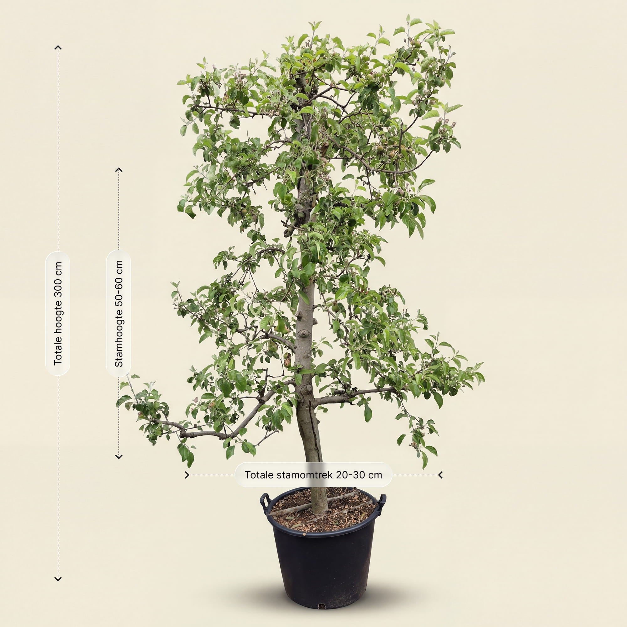Appelboom ‘Pinova’