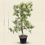 Appelboom ‘Pinova’
