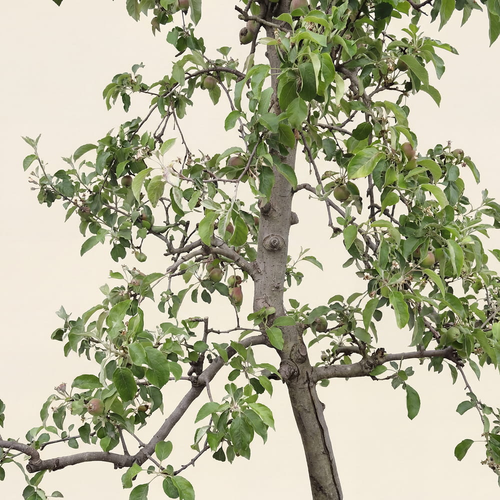 Appelboom ‘Pinova’