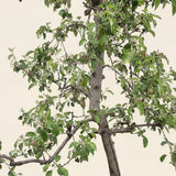Appelboom ‘Pinova’