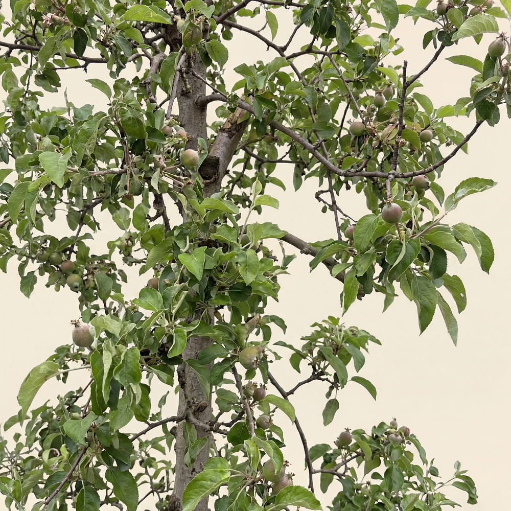 Appelboom ‘Pinova’