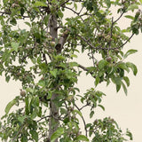 Appelboom ‘Pinova’