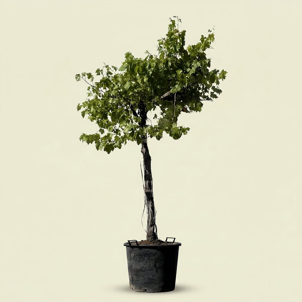 Druivenboom hoogstam