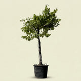 Druivenboom hoogstam