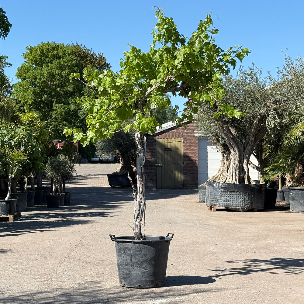 Druivenboom hoogstam