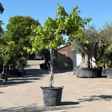 Druivenboom hoogstam
