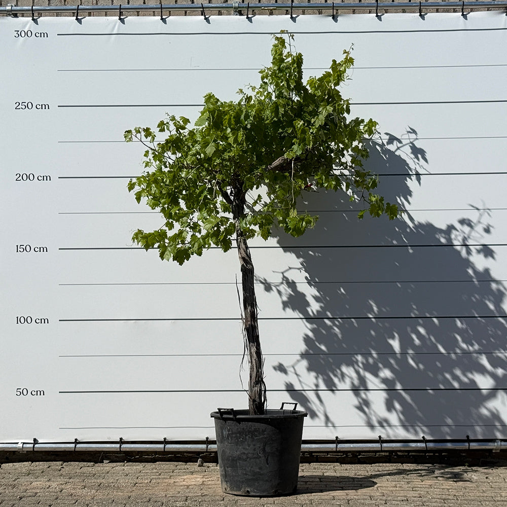 Druivenboom hoogstam