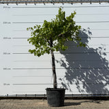 Druivenboom hoogstam