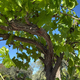Druivenboom hoogstam
