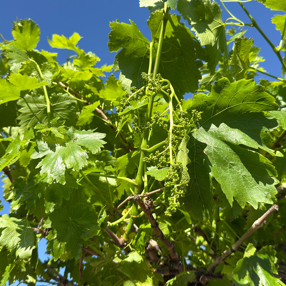 Druivenboom hoogstam