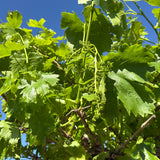 Druivenboom hoogstam