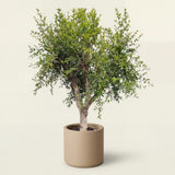 Granaatappelboom - 230 cm