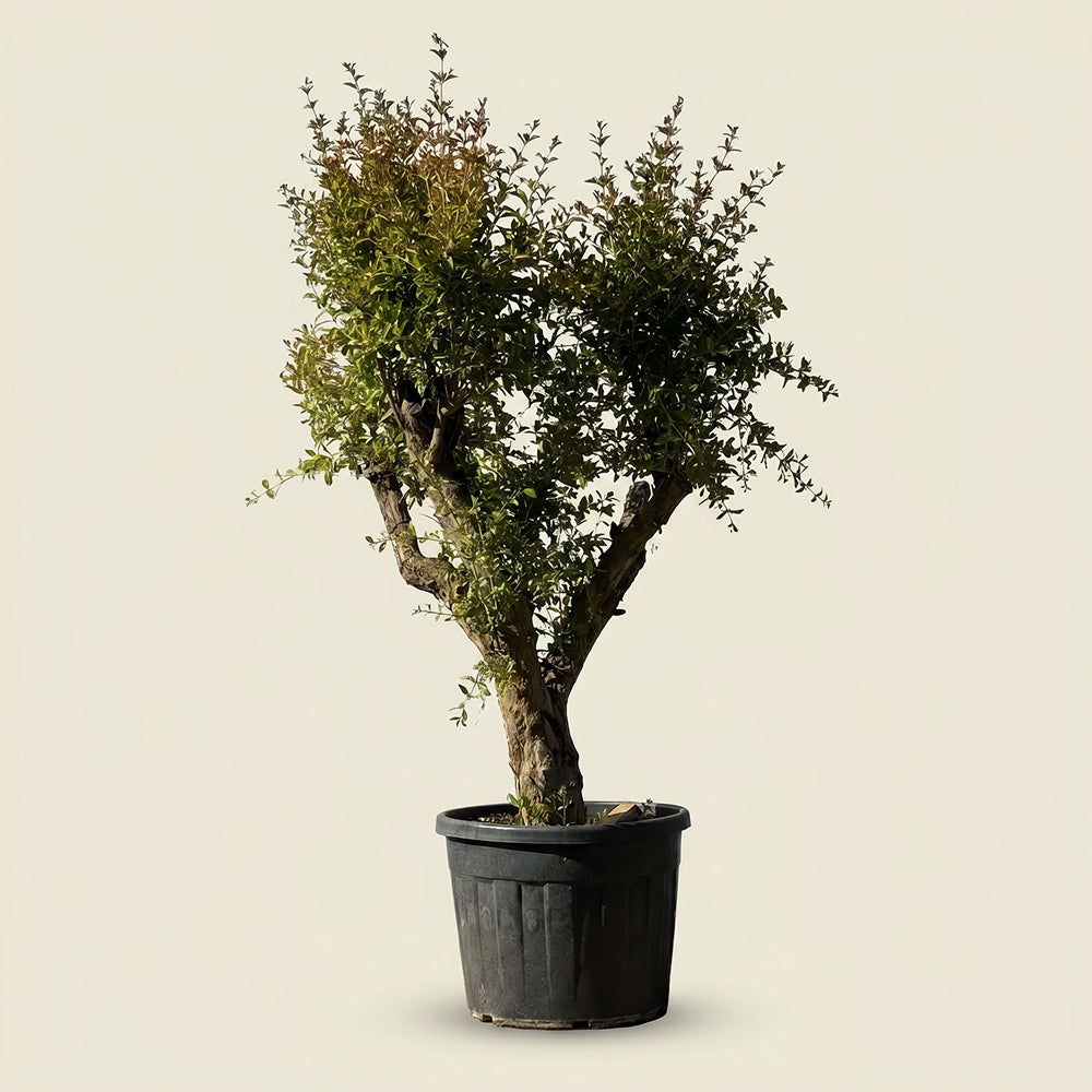 Granaatappelboom - 180 cm