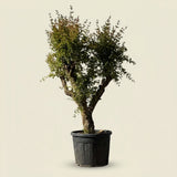 Granaatappelboom - 180 cm