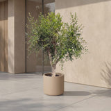 Granaatappelboom - 230 cm