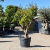 Granaatappelboom - 180 cm