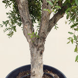 Granaatappelboom - 230 cm