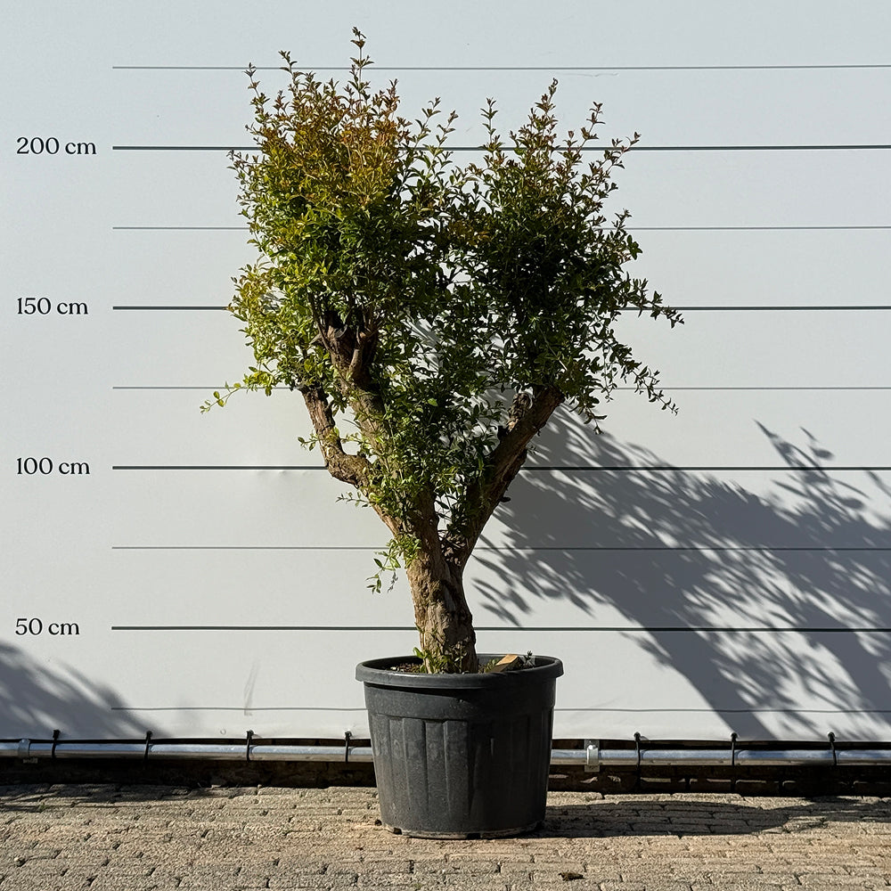 Granaatappelboom - 180 cm