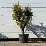 Granaatappelboom - 180 cm